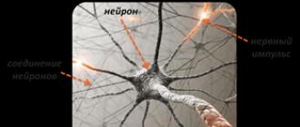 Физиология нервной системы