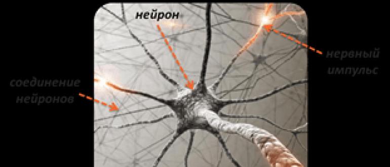 Физиология нервной системы
